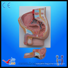 ISO advanced PVC painted median section of male pelvis model